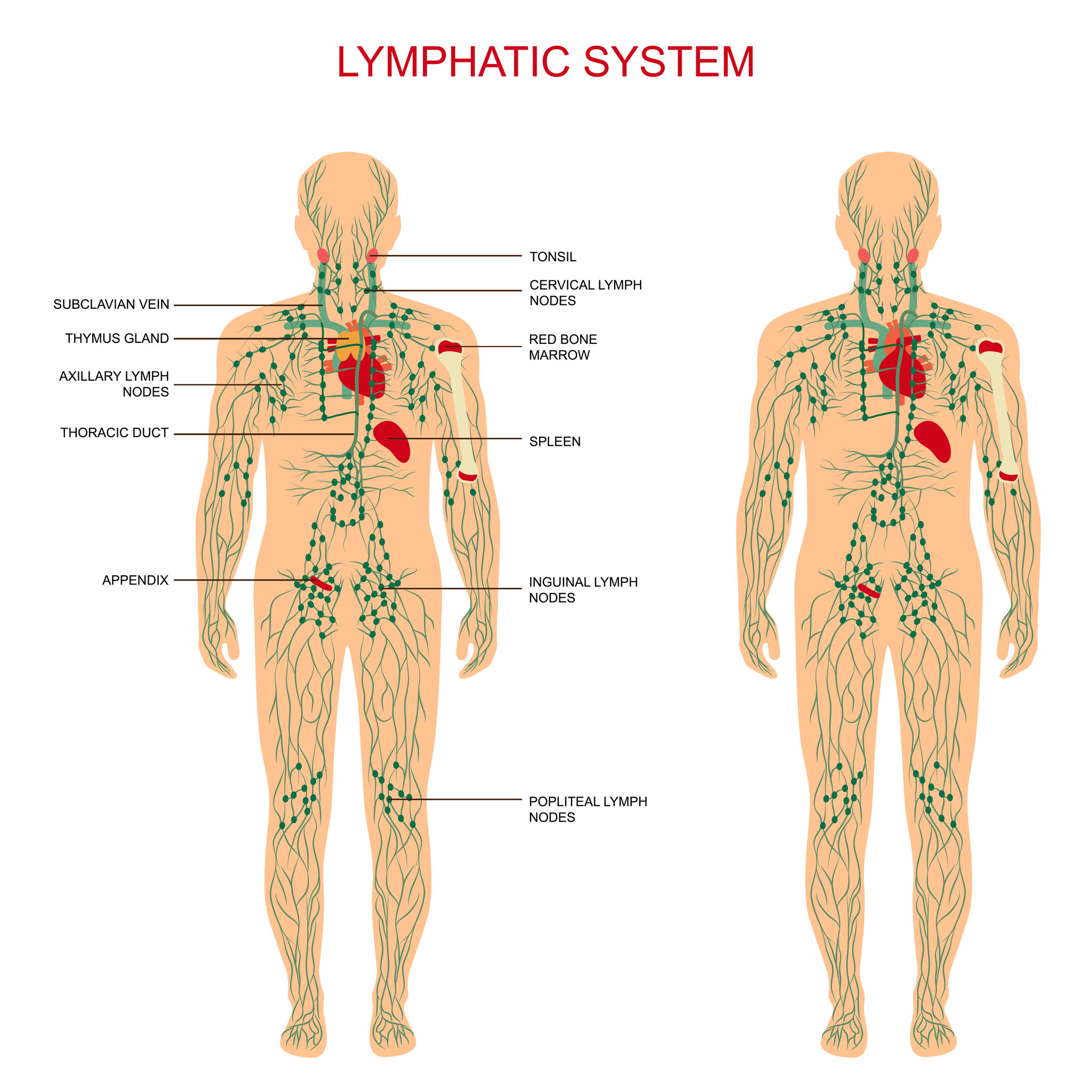В каком месте лимфоузлы. Лимфатические узлы на теле человека схема расположения у женщин. Лимфатическая система человека расположение лимфоузлов.